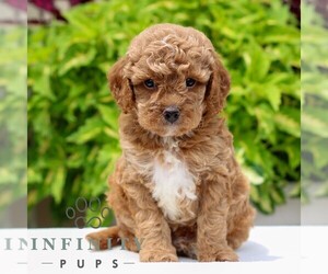 Cavapoo Puppy for sale in NARVON, PA, USA