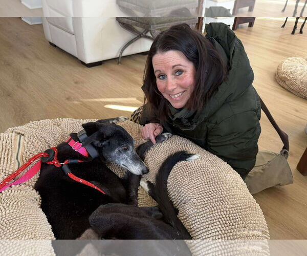Medium Photo #4 Greyhound Puppy For Sale in Cherry Hill, NJ, USA