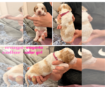 Small #7 Poodle (Standard)