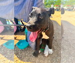 Small #1 Mutt
