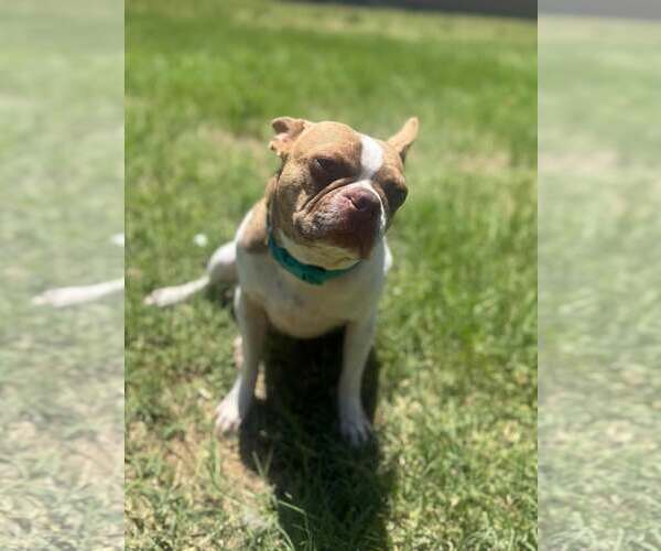 Medium Photo #2 Boston Terrier Puppy For Sale in Little Elm, TX, USA
