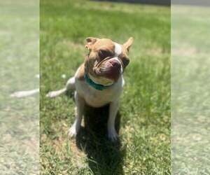 Toby - Male Boston Terrier Dog for Adoption - Photo #2