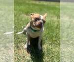 Small Photo #2 Boston Terrier Puppy For Sale in Little Elm, TX, USA