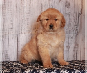 Golden Retriever Puppy for sale in APPLE CREEK, OH, USA