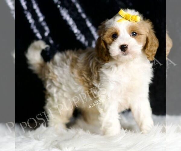 Medium Photo #2 Cavapoo Puppy For Sale in WARSAW, IN, USA