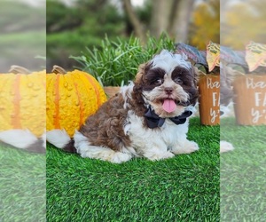 ShihPoo Puppy for sale in INDIANAPOLIS, IN, USA