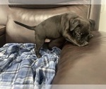 Small Photo #50 American Bully Puppy For Sale in REESEVILLE, WI, USA