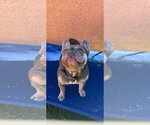 Small #3 French Bulldog