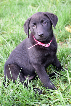 Medium Photo #1 Labrador Retriever Puppy For Sale in SENECA, KS, USA