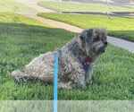 Small #1 Poodle (Miniature) Mix
