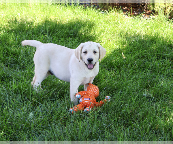 Medium Photo #3 Labrador Retriever Puppy For Sale in SYRACUSE, IN, USA