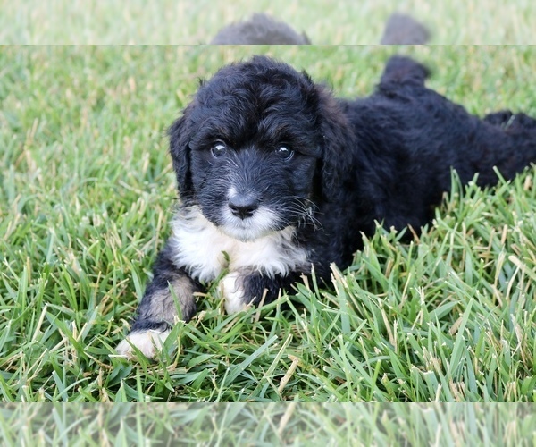 Medium Photo #7 Bernedoodle Puppy For Sale in KNOB NOSTER, MO, USA