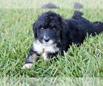 Small #6 Bernedoodle