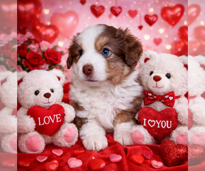 Medium Miniature Australian Shepherd