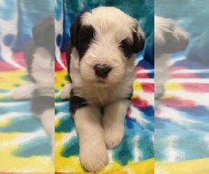 Old English Sheepdog Puppy for sale in WAKE FOREST, NC, USA