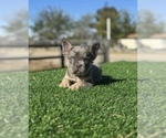 Small #18 French Bulldog