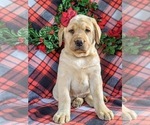 Small Photo #1 Labrador Retriever Puppy For Sale in CHRISTIANA, PA, USA