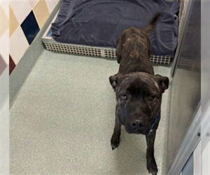 American Pit Bull Terrier-Unknown Mix Dogs for adoption in Plano, TX, USA