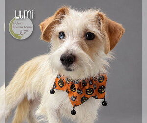 Lumi - Male Mauxie Dog for Adoption - Photo #2
