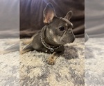 Small Photo #1 French Bulldog Puppy For Sale in PITTSBURGH, PA, USA