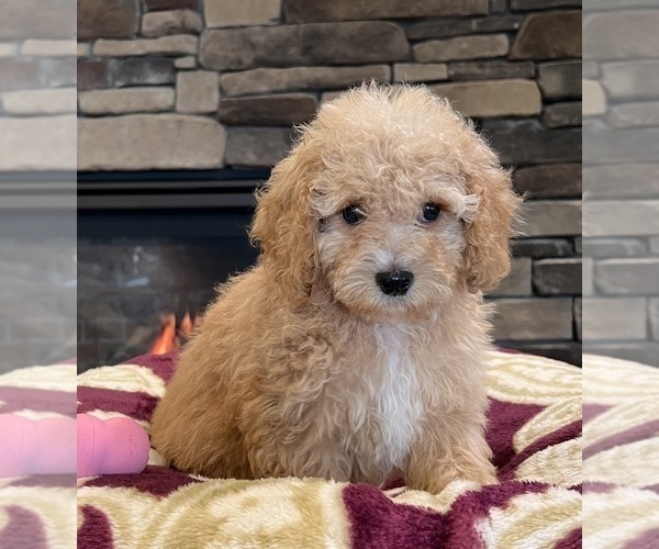 Medium Photo #3 Goldendoodle Puppy For Sale in NOBLESVILLE, IN, USA