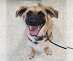 Small Photo #3 Cocker Spaniel-German Shepherd Dog Mix Puppy For Sale in Lakewood, CO, USA