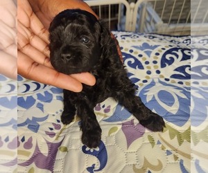 Shih-Poo Puppy for sale in FORT WASHINGTON, MD, USA