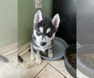 Siberian Husky Puppy for sale in BARDSTOWN, KY, USA