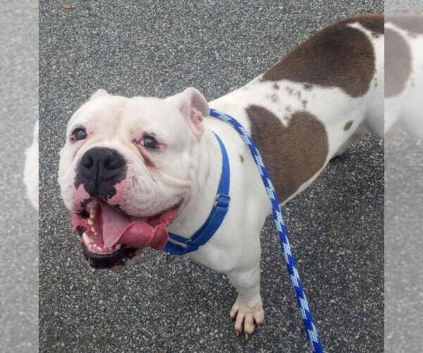 Medium Photo #15 Bulldog-Unknown Mix Puppy For Sale in Rockaway, NJ, USA