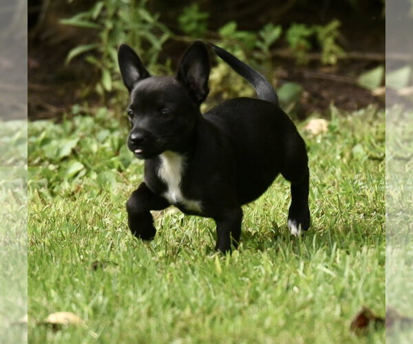 Medium Photo #9 Chihuahua-Unknown Mix Puppy For Sale in Mechanicsburg, PA, USA