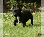 Small #8 Chihuahua Mix