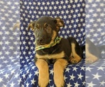 Small Photo #5 German Shepherd Dog Puppy For Sale in GLEN ROCK, PA, USA