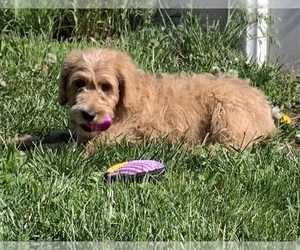 English Cream Golden Retriever-Poodle (Standard) Mix Puppy for sale in DEARBORN, MO, USA