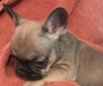 Small Photo #20 French Bulldog Puppy For Sale in DENVER, CO, USA