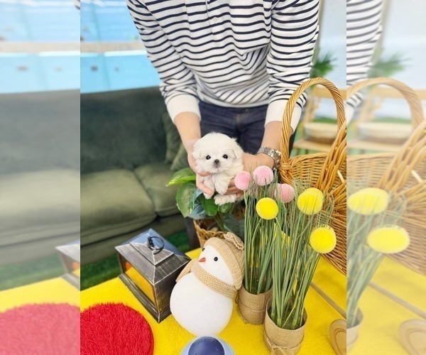 Medium Photo #3 Maltese Puppy For Sale in CLERMONT, FL, USA