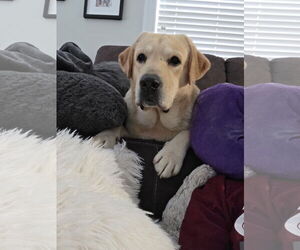 Mutt Dogs for adoption in Princeton, MN, USA