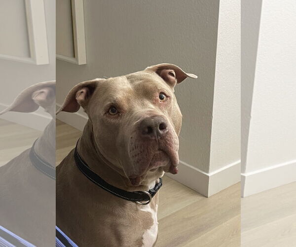 Medium Photo #3 American Pit Bull Terrier-Unknown Mix Puppy For Sale in Chandler, AZ, USA