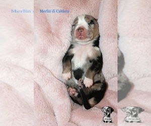 Catahoula Leopard Dog Puppy for sale in Cegled, Pest, Hungary