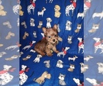 Puppy 2 Yorkshire Terrier