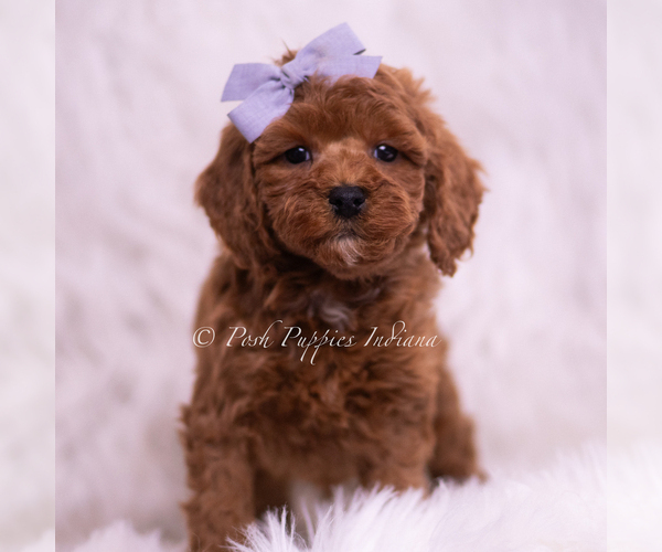 Medium Photo #104 Poodle (Toy) Puppy For Sale in WARSAW, IN, USA