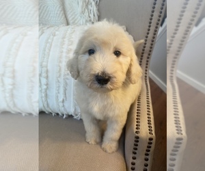-Goldendoodle Mix Puppy for sale in MIDDLESEX, NC, USA