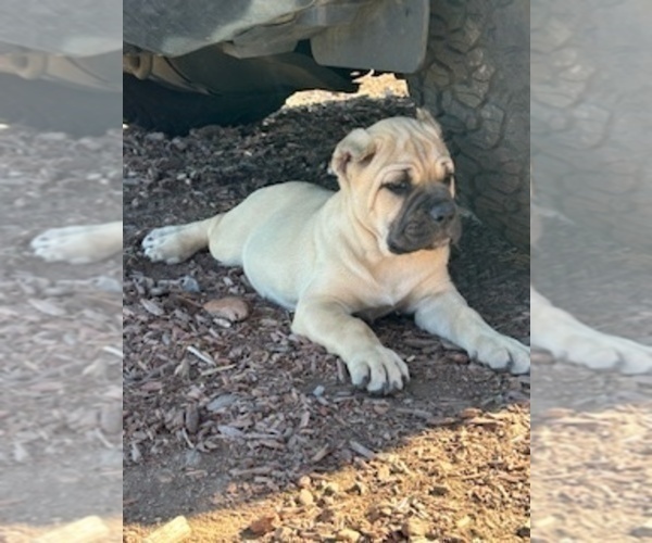 Medium Photo #8 Cane Corso Puppy For Sale in OCEANSIDE, CA, USA