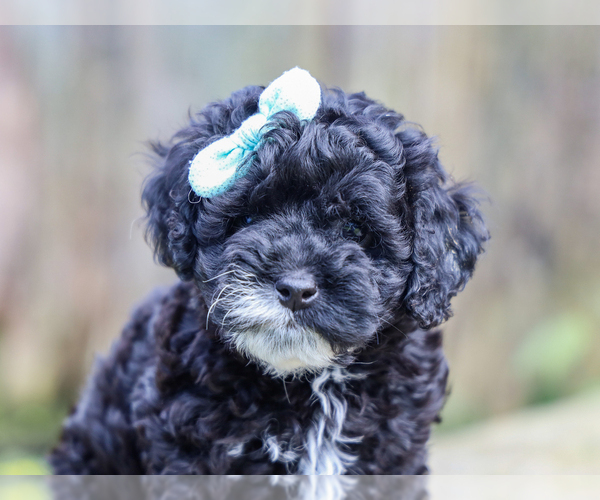 Medium Photo #2 Cocker Spaniel-Poodle (Miniature) Mix Puppy For Sale in LIBERTY, KY, USA