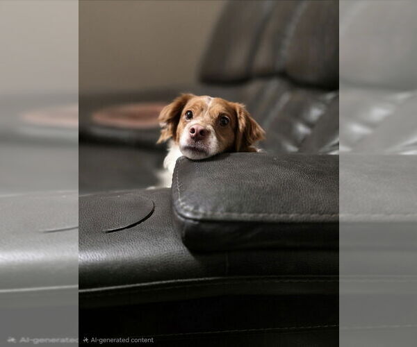 Medium Photo #2 Colonial Cocker Spaniel-Unknown Mix Puppy For Sale in Aurora, IN, USA