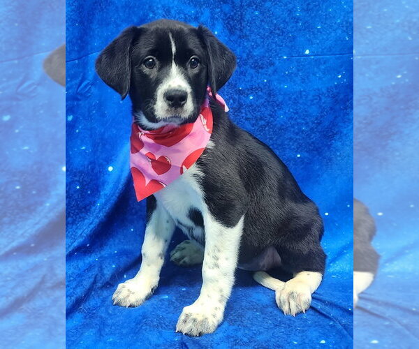 Medium Photo #2 Labrador Retriever-Unknown Mix Puppy For Sale in Wetumpka, AL, USA