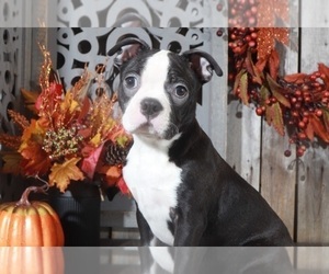 Boston Terrier Puppy for sale in MOUNT VERNON, OH, USA