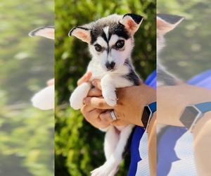 Pomsky Puppy for sale in COOLIDGE, AZ, USA