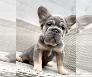 French Bulldog Puppy for Sale in CHARLOTTESVILLE, Virginia USA