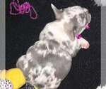 Image preview for Ad Listing. Nickname: Sugar Plum