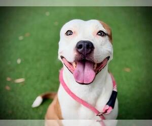 Mutt Dogs for adoption in Orlando, FL, USA